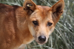 Hugh Leslie Dingo